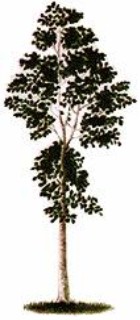 clip_image005